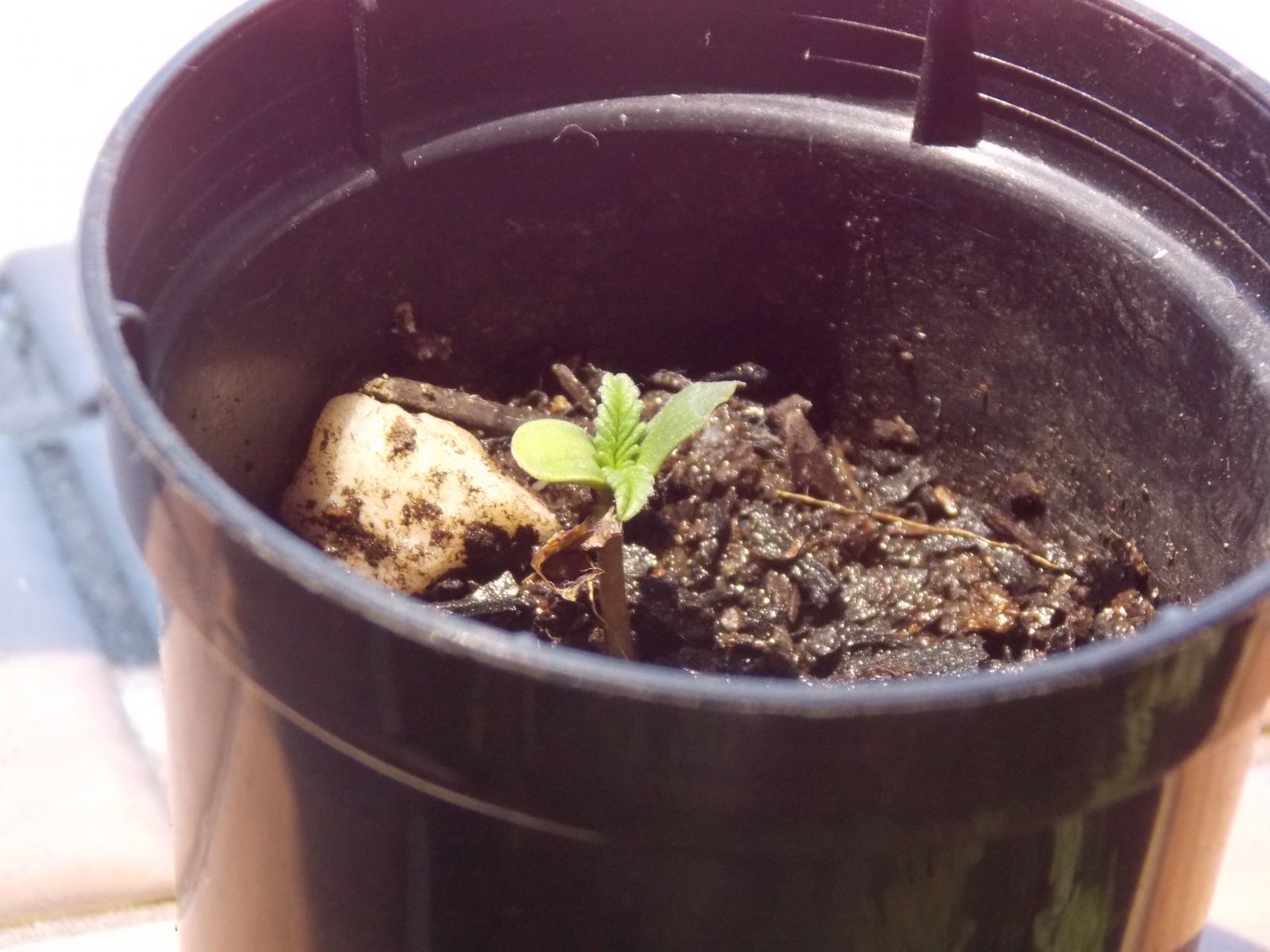 Pren Seeds