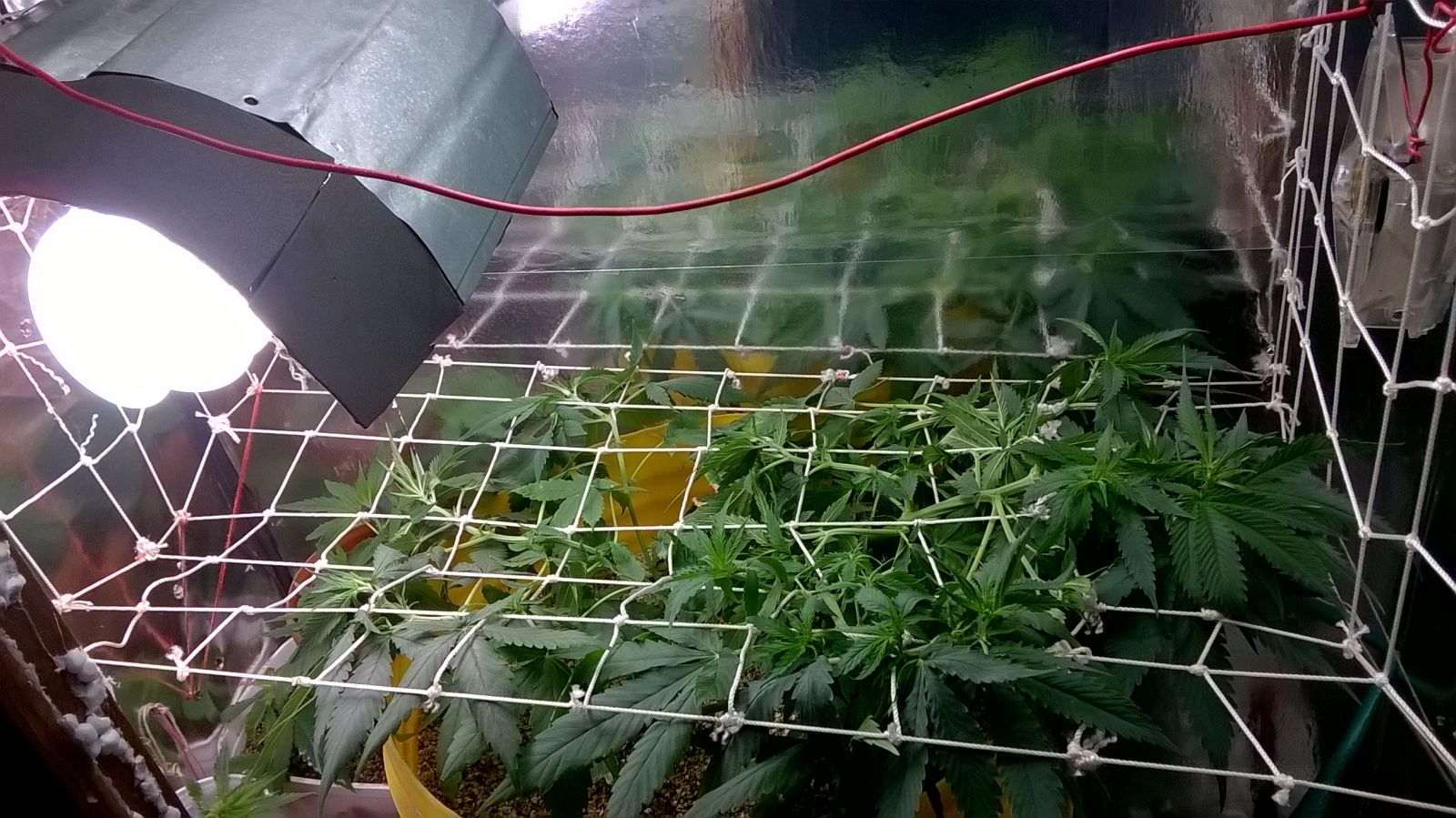 4 cultivo Skunk no scroping em rede