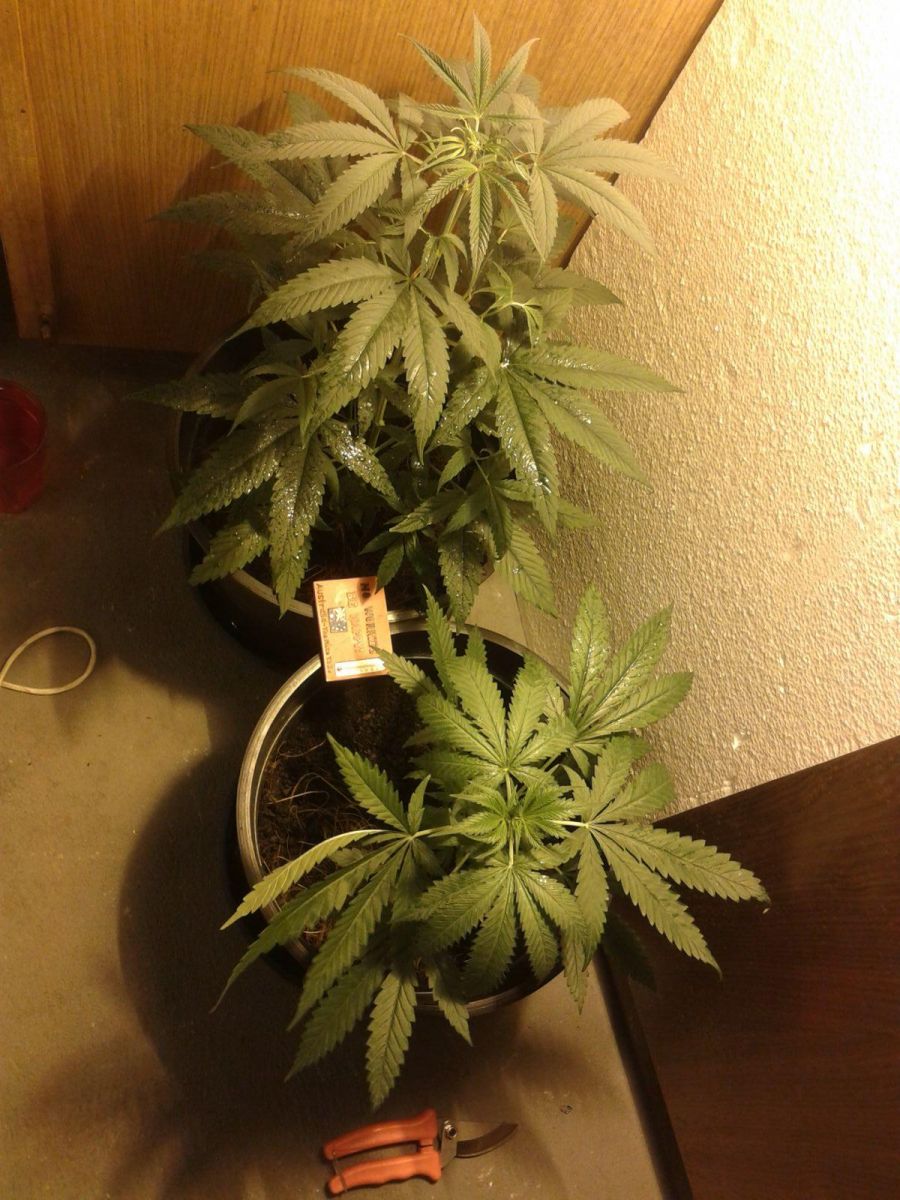 1º Grow Caseiro DreadLoco 420