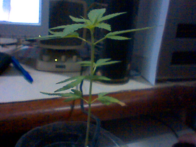 Meu Cultivo iniciado em 16/02/14