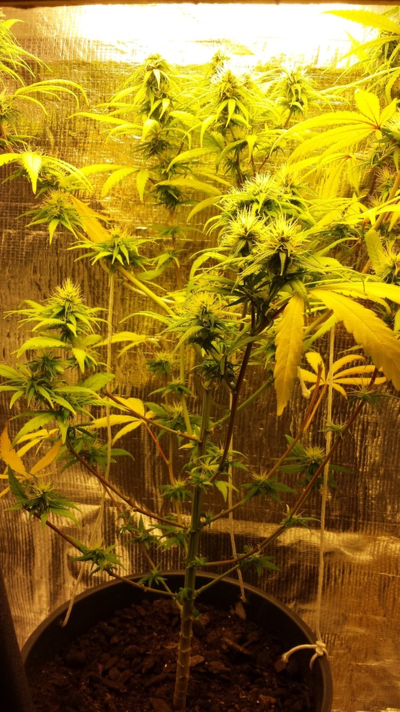 Meus Primeiros Buds