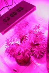 grow
