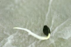 seed 06