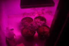 grow