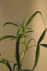 IMG 4384