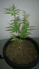 Indica 3