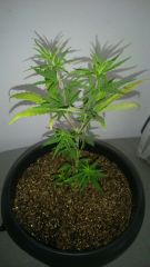 Indica 4