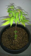 Indica 1