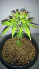 Indica 2