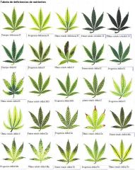 deficiencias cannabis