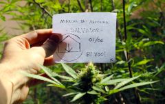 Concurso Marcha da Maconha 01 06