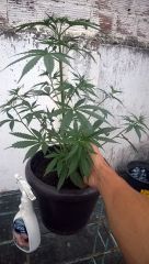 Planta 2