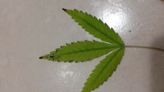 F6