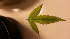 F7