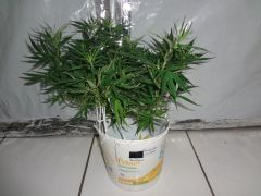 B1 transplante (1)