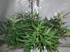 B1 transplante (2)