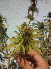 1ªJack Herrer x Sativa  (fungo)