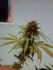 1ªJack Herrer x Sativa (fungo)