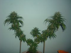 2ª Jack Herrer x Sativa