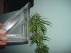 2ª Jack Herrer x Sativa