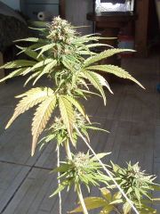 1ªJack Herrer x Sativa dias antes do fungo