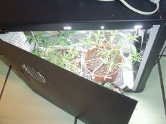 PC GROW VEGA 05