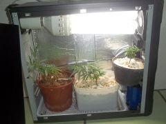 PC GROW VEGA 00