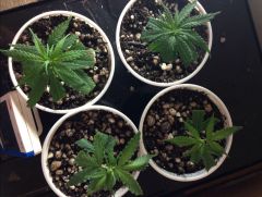 Todos clones juntos, 7 dias de vida