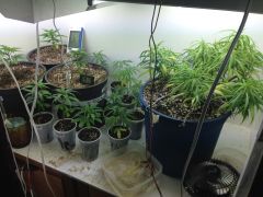 GROW VEGA PERMANENTE