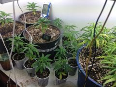 GROW DE VEGA PERMANENTE