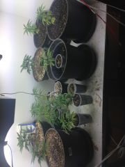 GROW VEGA PERMANENTE