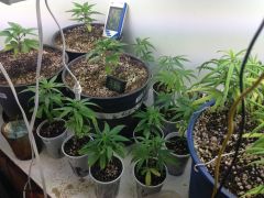 GROW DE VEGA PERMANENTE