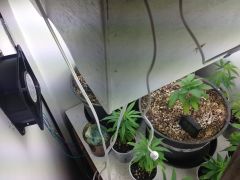 GROW VEGA PERMANENTE