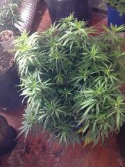 #8 16 OUTUBRO TRANSPLANTE 60 L