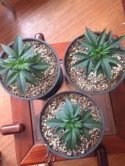 3 GRINGAS GERMINADAS JUNTAS