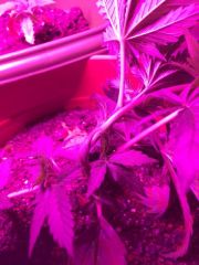 super scrog