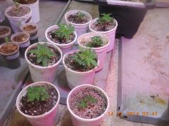 Clones plantados