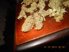 Buds de pren