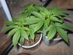 clones skunk