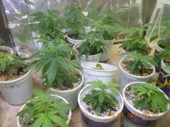 Clones de Original Skunk nº1