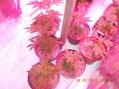 Clones de White Widow