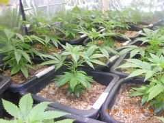 Clone de Original Skunk nº1