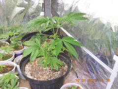 Clone de White Widow