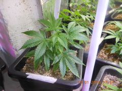 Clone de Original Skunk nº1