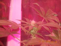 clones de White Widow florindo