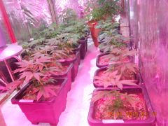 Clones de Original Skunk nº 1