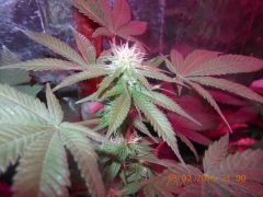 Top bud Clone Original Skunk