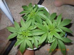 Clones Original Skunk nº 1