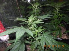 White Widow florescendo