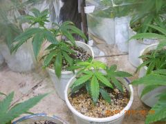 Clones de Jack Herer